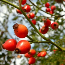 Rosa canina 5 db!