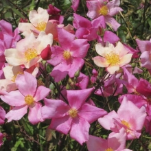 Rosa chinensis `Mutabilis`