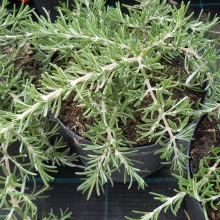 Rosmarinus repens `Corsican Blue`