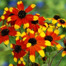 Rudbeckia triloba `Prairie Glow`