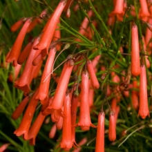 Russelia juncea, Russelia equisetiformis