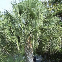 Sabal palmetto