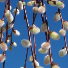 Salix caprea 'Pendula' 