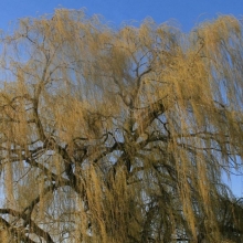 Salix alba `Tristis Resistenta`