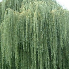 Salix alba `Tristis Resistenta`