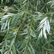 Salix alba `Expressz`