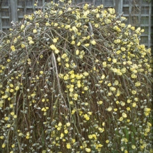 Salix caprea 'Pendula' 