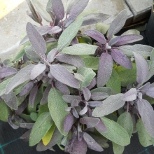 Salvia officinalis `Purpurea`