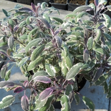 Salvia officinalis `Tricolor`