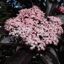 Sambucus nigra `Guincho Purple`