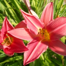 Hemerocallis sp. 1-1