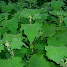 Smallanthus sonchifolius