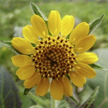 Smallanthus sonchifolius