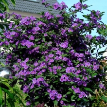 Solanum rantonettii*