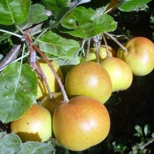 Sorbopyrus auricularis 