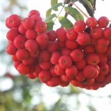 Sorbus aucuparia `Klosterneuburg Klon IV`