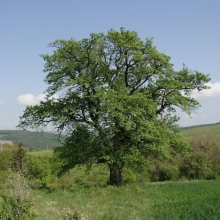 Sorbus domestica, Nagy termésű