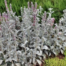 Stachys byzantina