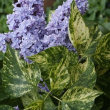 Syringa vulgaris `Aucubaefolia`