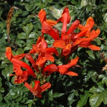 Tecomaria capensis `Rouge`