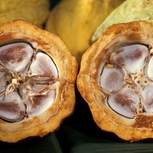 Theobroma cacao