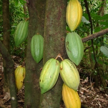 Theobroma cacao