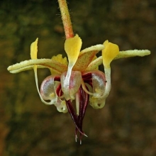 Theobroma cacao