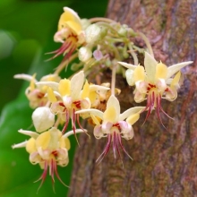 Theobroma cacao