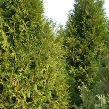 Thuja plicata `Atrovirens`