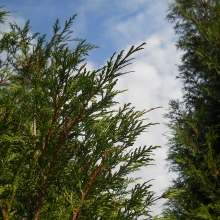 Thuja plicata `Atrovirens`