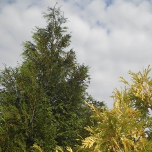 Thuja plicata `Atrovirens`