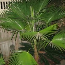 Trachycarpus `Manipur`