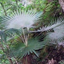 Trachycarpus princeps `Blue Silver`