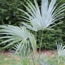 Trachycarpus princeps `Blue Silver`