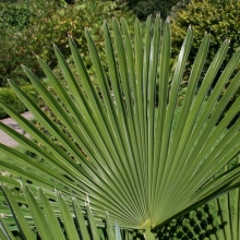 Trachycarpus wagnerianus x fortunei!