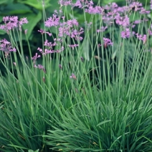 Tulbaghia violacea