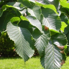 Ulmus glabra `Camperdownii`