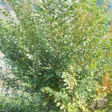 Ulmus turkestanica 