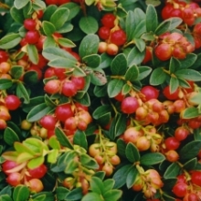 Vaccinium vitis-idaea `Koralle`