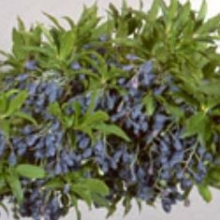 Vaccinium cylindraceum `Blau Perle` NAGY NÖVÉNY