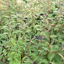 Viburnum bodnantense `Charles Lamont`