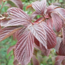 Viburnum bodnantense `Charles Lamont`