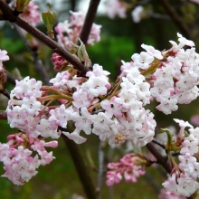 Viburnum bodnantense `Charles Lamont`