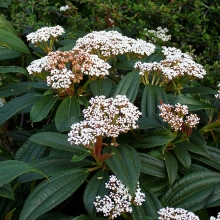 Viburnum cinnamomifolium