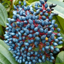 Viburnum cinnamomifolium