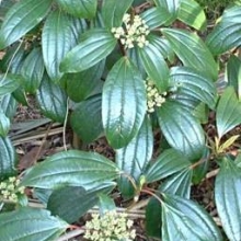 Viburnum cinnamomifolium