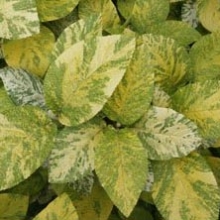 Viburnum lantana `Variegata`