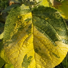 Viburnum lantana `Variegata`