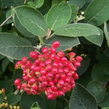 Viburnum lantana 10 db-os Sövénycsomag!