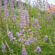 Vitex agnus-castus 